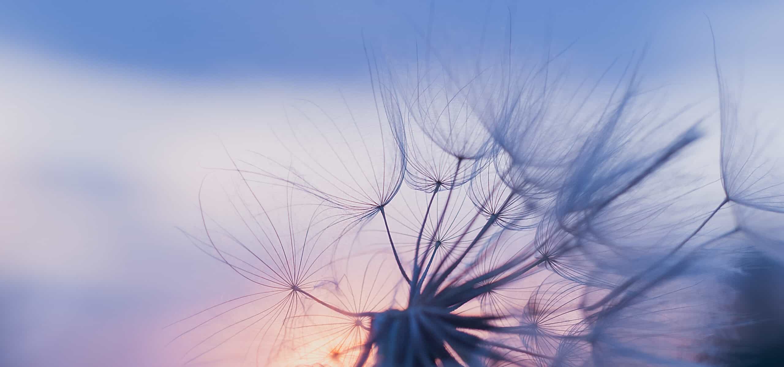 Pusteblume als Silhouette vor dem Abendhimmel als Symbol für Wohlbefinden und Leichtigkeit